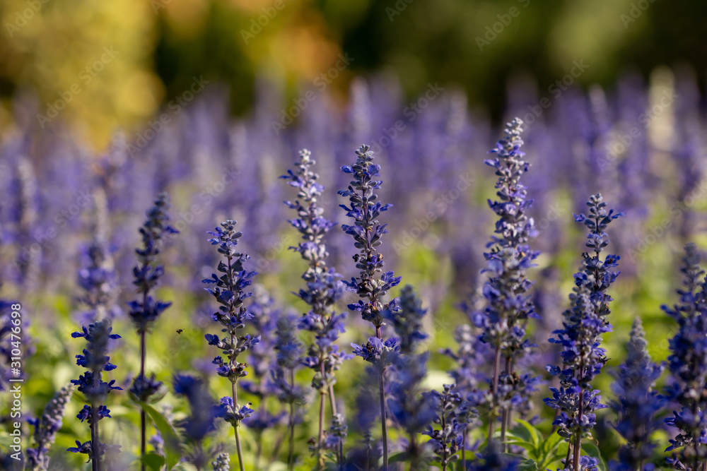 Naklejka premium Salvia Flower in the garden.Beautiful purple flower in the garden.Selective focus flower.Sage flower.
