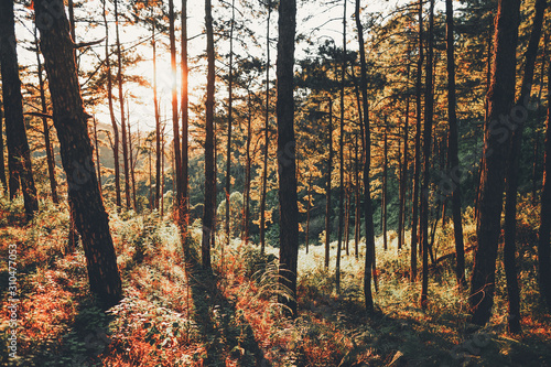 Foto Evening pine forest - Green forest beautiful nature-
