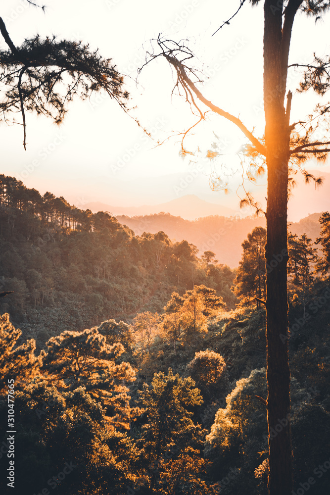 Naklejka premium Evening pine forest - Green forest beautiful nature-
