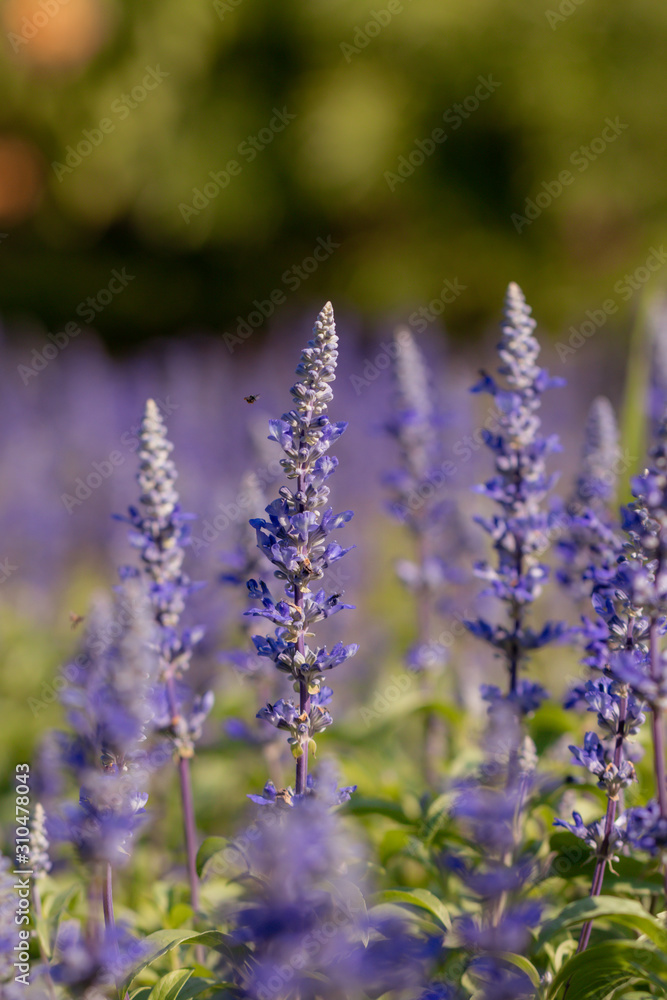 Obraz premium Salvia Flower in the garden.Beautiful purple flower in the garden.Selective focus flower.Sage flower.