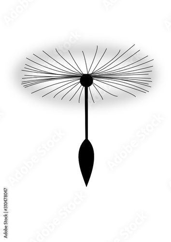 Pusteblume Samen