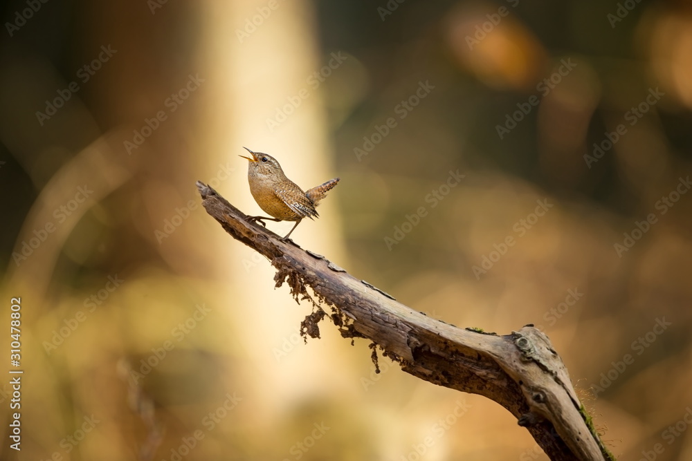 Troglodytes troglodytes. Wild nature. From the life of birds. Beautiful picture. Nature of the Czech Republic. Bird in the forest. Troglodytes troglodytes. Wild nature. From the life of birds. Beautiful picture. Nature of the Czech Republic. Bird in the forest.