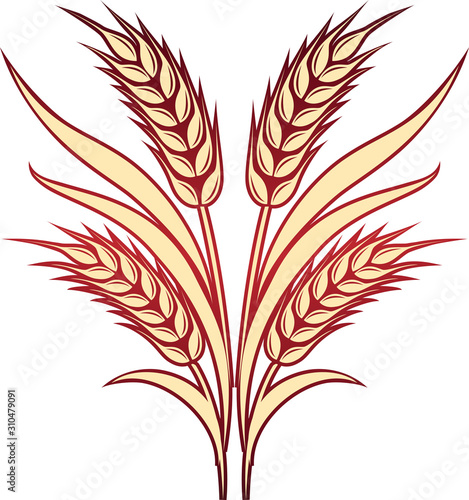 Gold ripe wheat ears as logo or icon template.