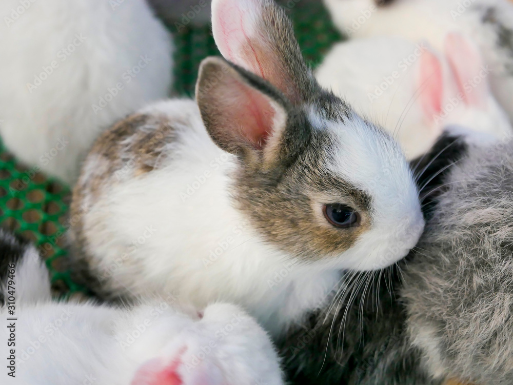 Obraz premium The rabbit is a mammal. Humans used as pets inside the shelter. 