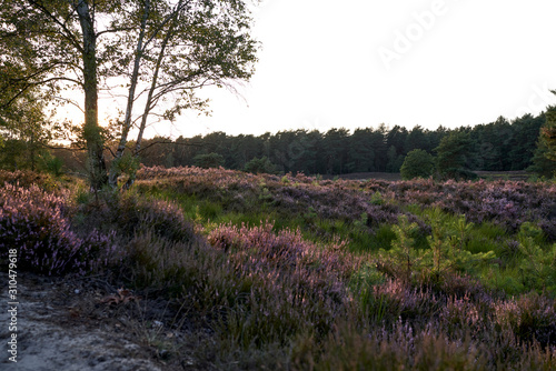 The blooming heather near Gifhorn / Germany in summer