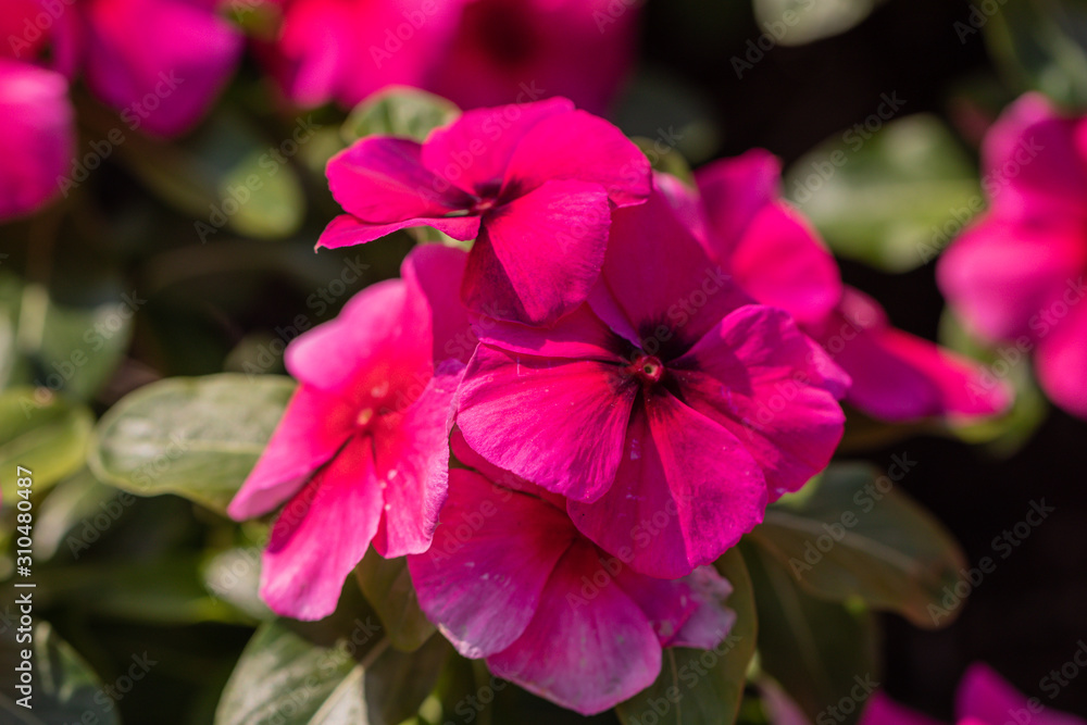Close up pink Madagascar Periwinkle flower in a garden.Commonly name bright eyes,Cape periwinkle,graveyard plant,old maid,pink periwinkle,rose periwinkle.(Catharanthus roseus) Close up pink Madagascar Periwinkle flower in a garden.Commonly name bright eyes,Cape periwinkle,graveyard plant,old maid,pink periwinkle,rose periwinkle.(Catharanthus roseus)