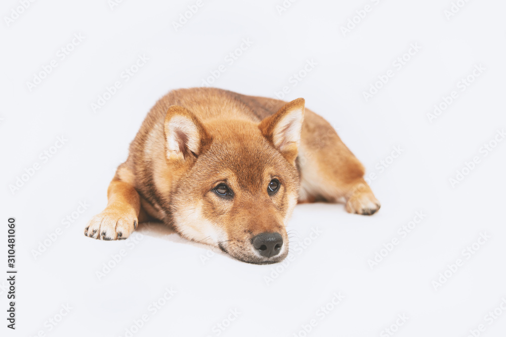 Shiba inu puppy plays and then rests