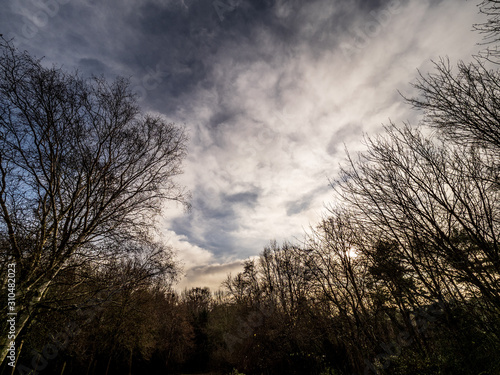 WINTER TREES AND SKY