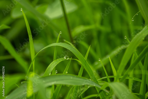grass and drops background