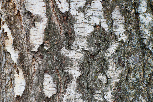 Fotografie, Obraz Close up texture of bark of a birch