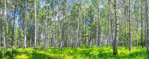 Birch grove on a sunny spring summer day, landscape banner, huge panorama