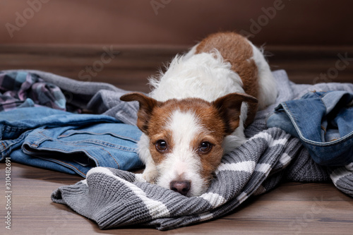 dogs lie on scattered clothes at home. Pets are going on vacation. sweet Jack Russell Terrier indoors