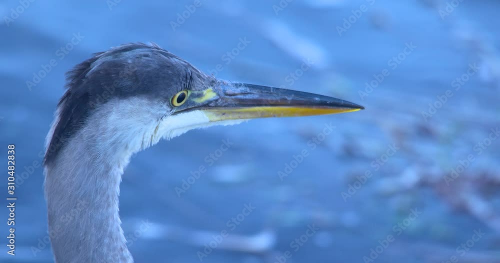 Grey Heron fishing bird watches river patiently close up and flies away Grey Heron fishing bird watches river patiently close up and flies away