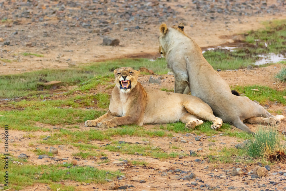 Fototapeta premium roaring lioness