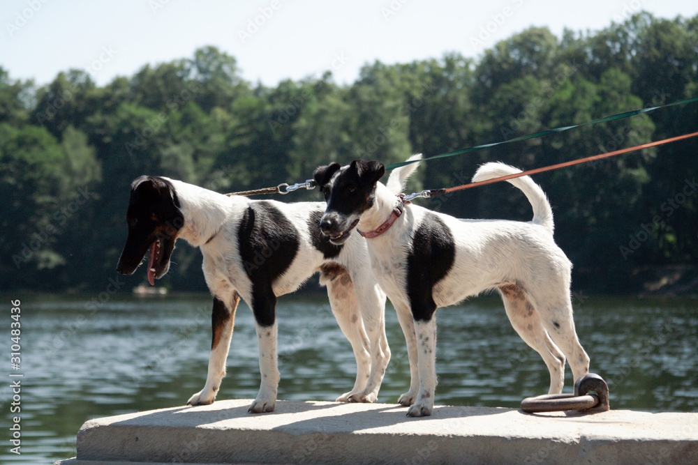 Two Fox Terrier dogs stand on a parapet by the river.