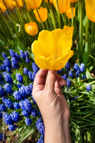 woman hand holding yellow tulip