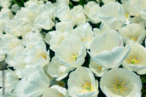 Tulips in nature at springtime