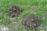 Mole Digging Under Grass by Morning