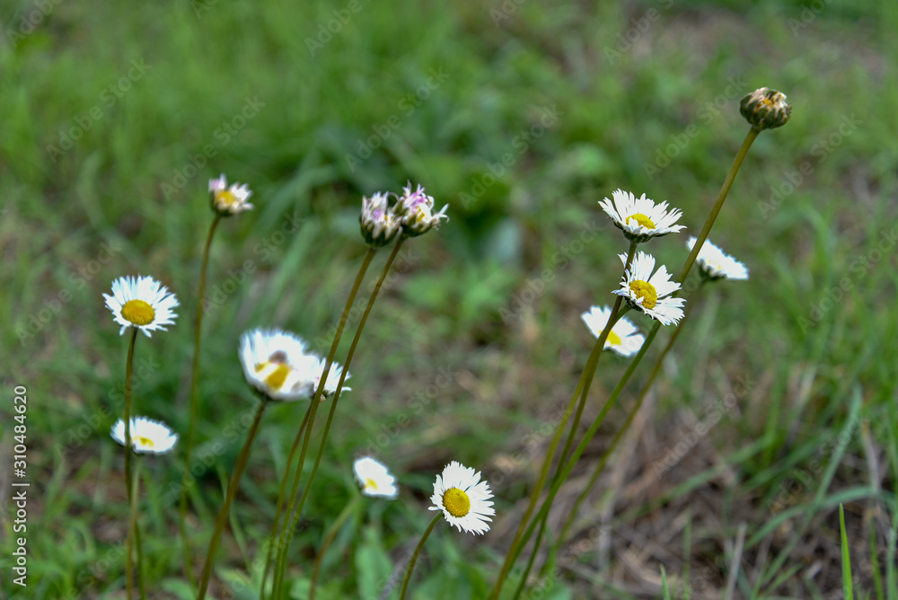 Camomile Flowers in the Grass by Morning at Spring Camomile Flowers in the Grass by Morning at Spring