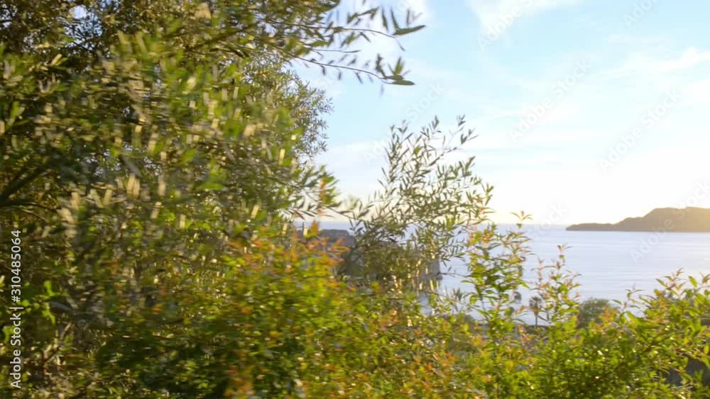The island comes up from the trees The island comes up from the trees