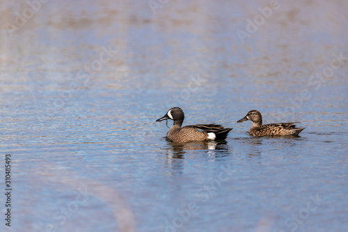 Slika na platnu Two swimming blue winged teals