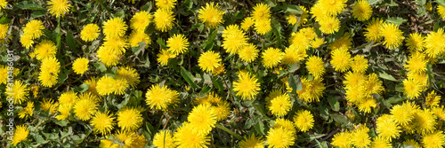 Many dandelions are blooming on the meadow. Natural panoramic background