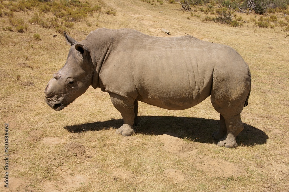 rhinoceros without horn in a safari park rhinoceros without horn in a safari park