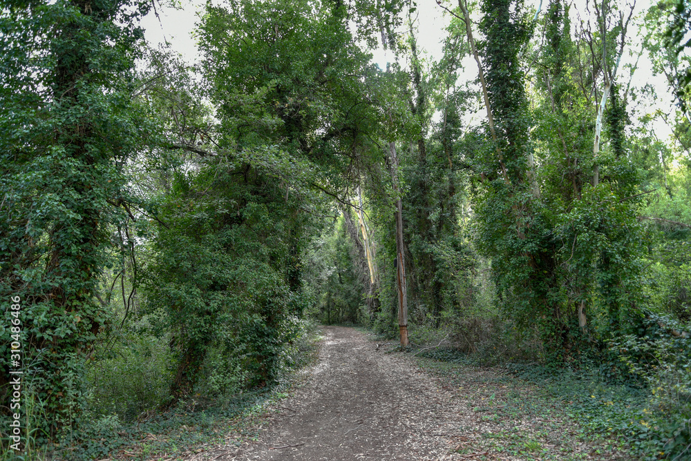 Fototapeta premium Ivy in the Forest by Morning on the Trees