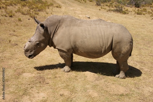 rhinoceros without horn in a safari park 
