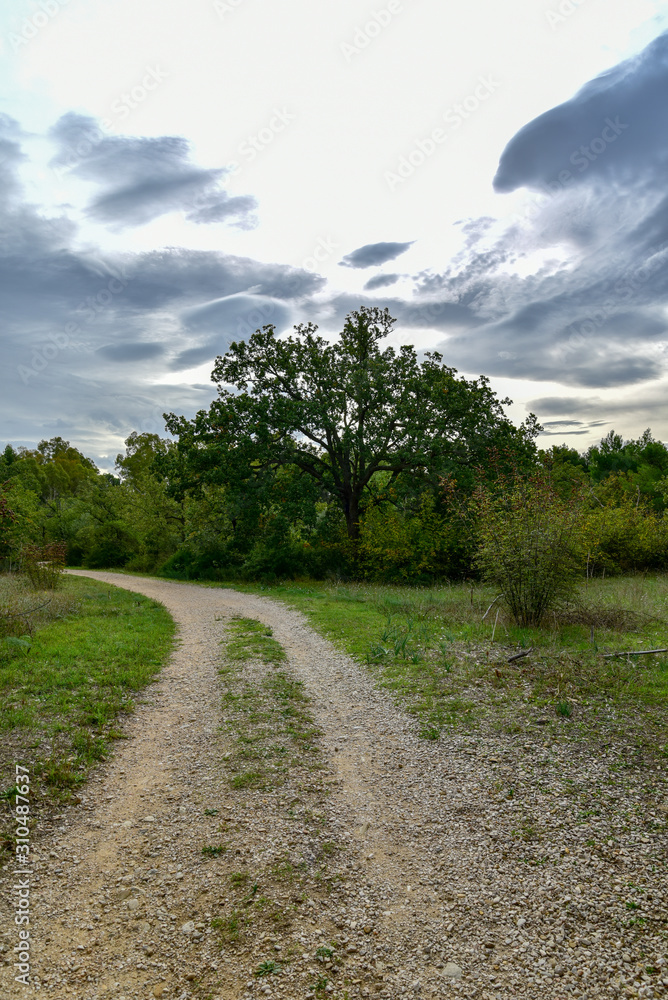 Forest by Morning with Big Trees and Path