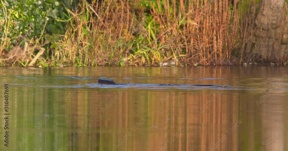 Otter emerges from underwater and dives under again slow motion Otter emerges from underwater and dives under again slow motion