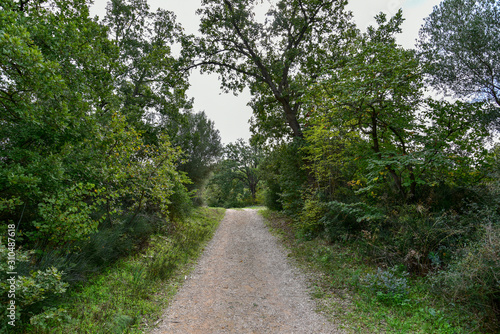 Forest by Morning with Big Trees and Path