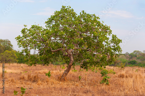 small pequi tree in pasture