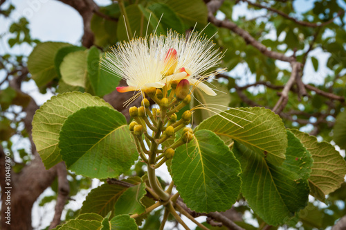 close-up of native pequi flower