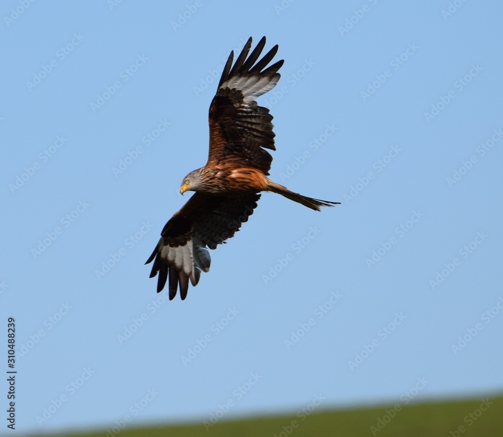 Obraz premium Red Kite