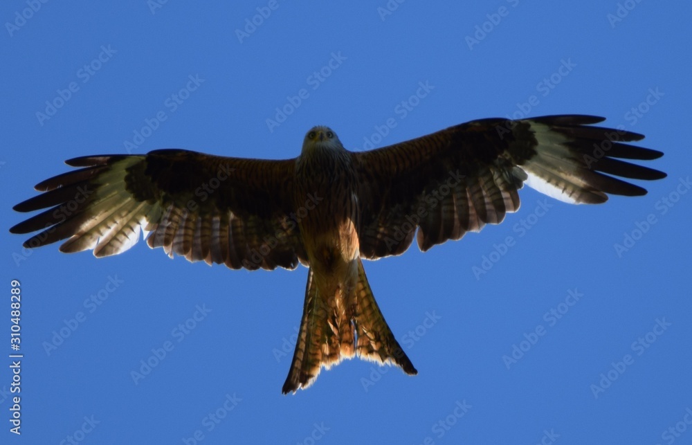 Obraz premium Red Kite