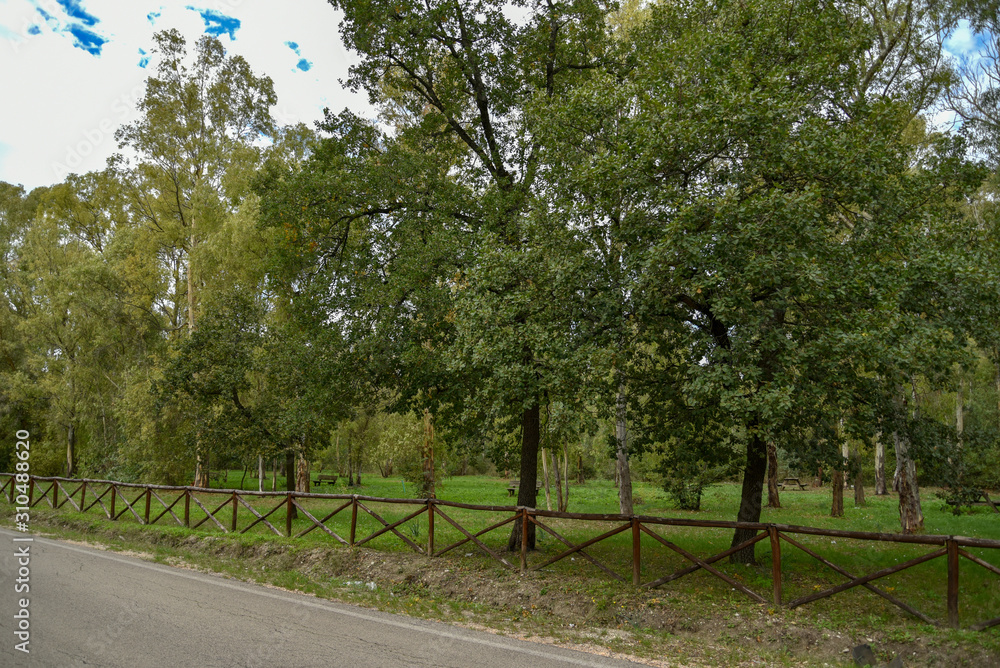 Forest Trees by Morning with Fence Near the Road Forest Trees by Morning with Fence Near the Road