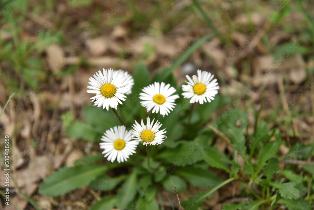 Camomile Flowers in the Grass by Morning at Spring Camomile Flowers in the Grass by Morning at Spring