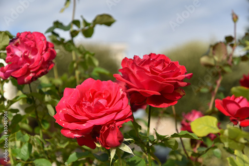 Red Roses Palant in the Garden by Morning