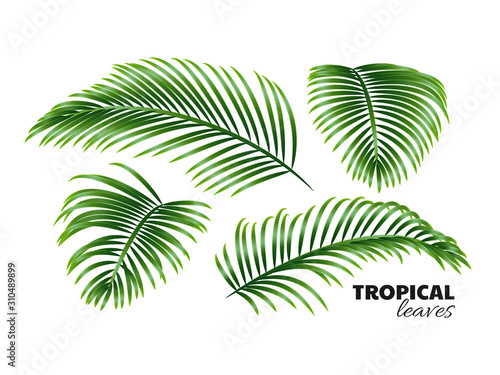 Palm leaves isolated on white background. Vector illustration.