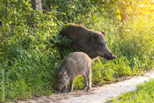 Wild boars walk around the park in the city and look for food.