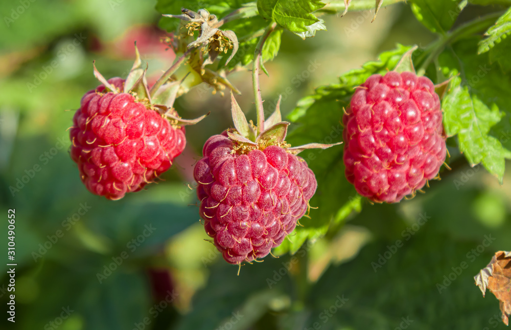 Raspberry berry in the garden in autumn Raspberry berry in the garden in autumn