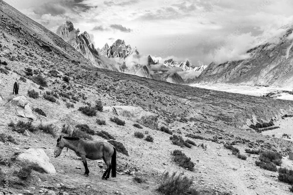 Horse in front of the spectactular landscape on the trail to Concordia, Karakoram mountain range, Pakistan Horse in front of the spectactular landscape on the trail to Concordia, Karakoram mountain range, Pakistan