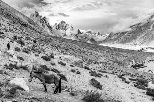 Horse in front of the spectactular landscape on the trail to Concordia, Karakoram mountain range, Pakistan photo