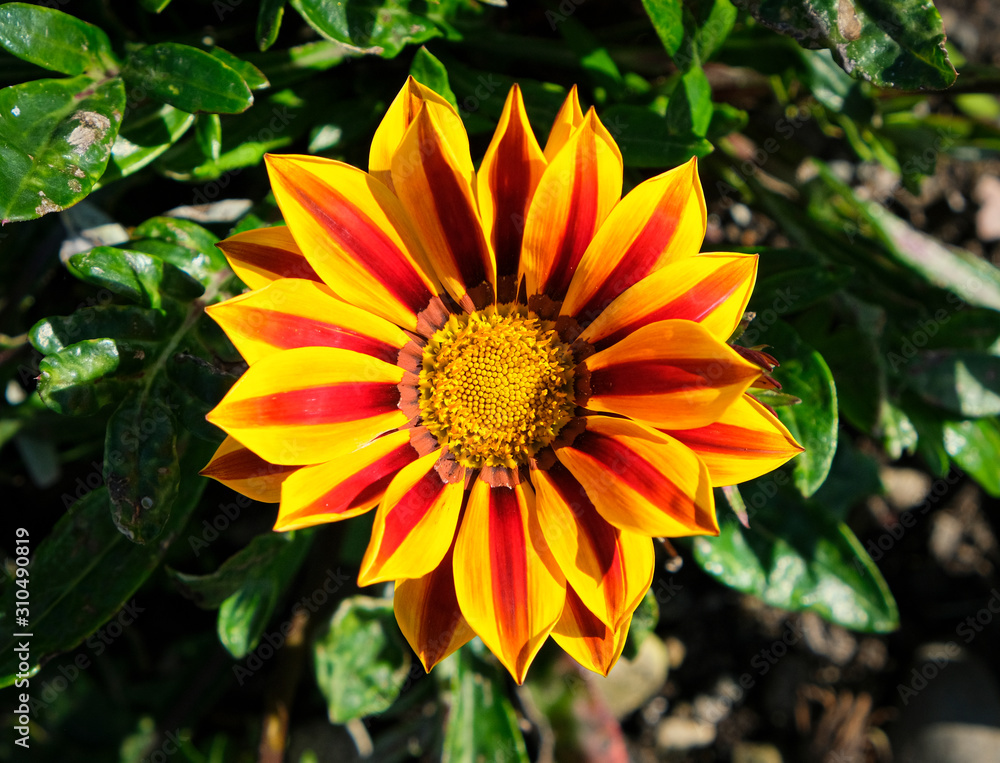 Close up of a colorful Gazania (African Daisy) flower in bright sunshine and green leave background. Close up of a colorful Gazania (African Daisy) flower in bright sunshine and green leave background.