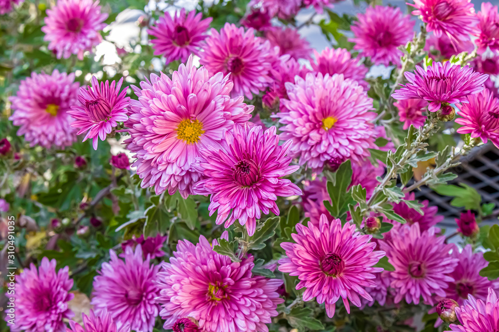 Autumn chrysanthemum flowers in the garden Autumn chrysanthemum flowers in the garden
