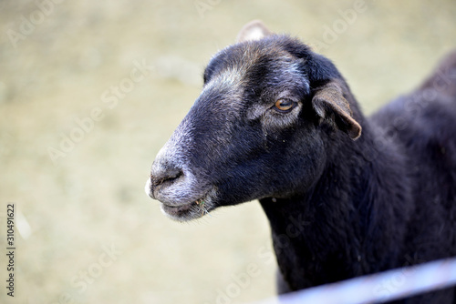 Dorper Sheep closeup.