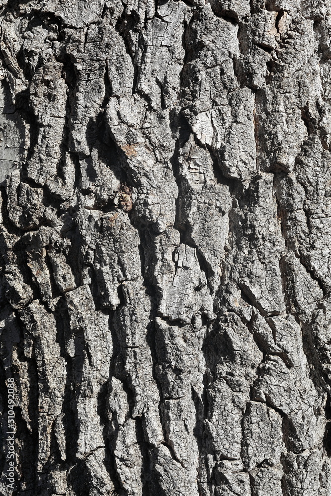 The bark of the tree. The texture of the wood.