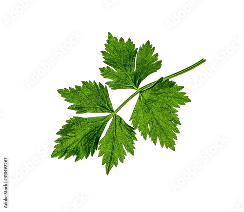 Green zone leaves on a white background