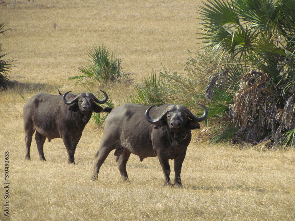 Two cape buffalo (Syncerus caffer) bulls, Selous, Tanzania Two cape buffalo (Syncerus caffer) bulls, Selous, Tanzania
